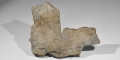 Geological Fossil Steneosaurus Museum Specimen