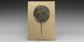 Natural History - Horseshoe Crab Museum Replica