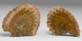 Natural History - Pine Cone Fossil Specimen Pair