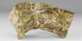 Natural History - Ankylosaurus Dinosaur Fossil Leg Bone Section