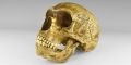 Natural History - Neanderthal Man Skull Replica