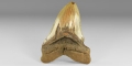 Natural History - Megalodon Shark Tooth
