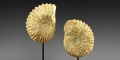 Natural History - Acanthoceras Fossil Ammonite Pair