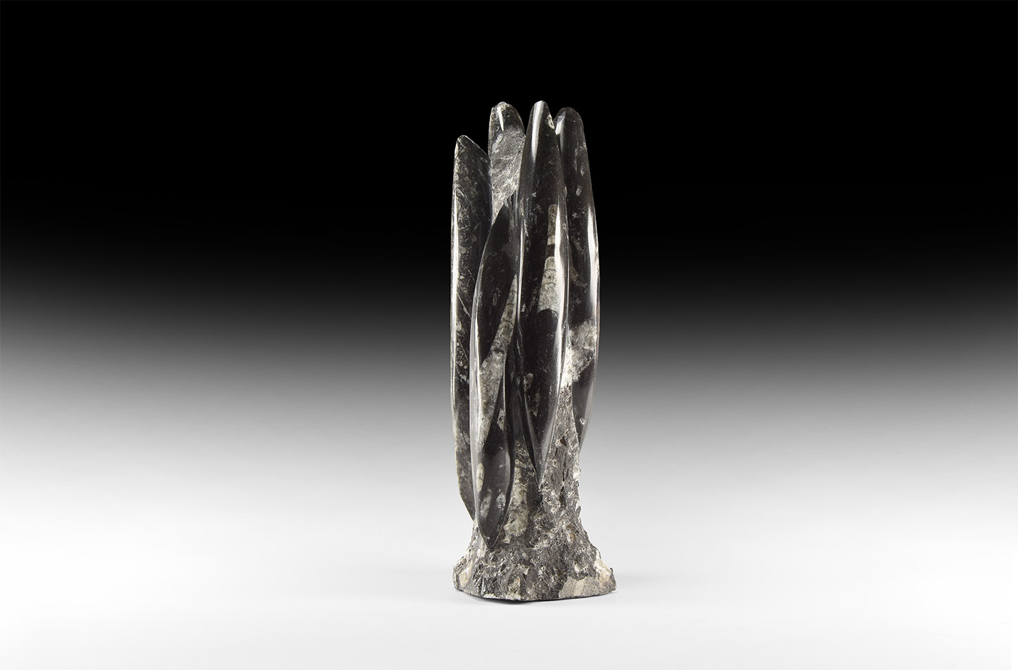 Polished Orthoceras Fossil Display Stand