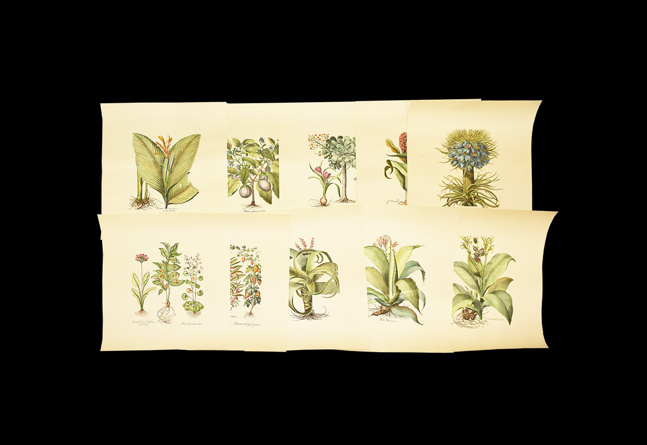 Post Medieval Hand Coloured Botanical Art Print Group