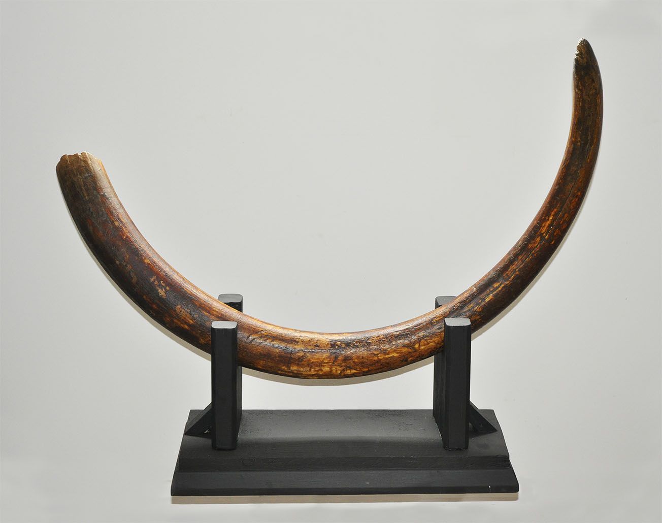 Geological Rare Mammoth Tusk
