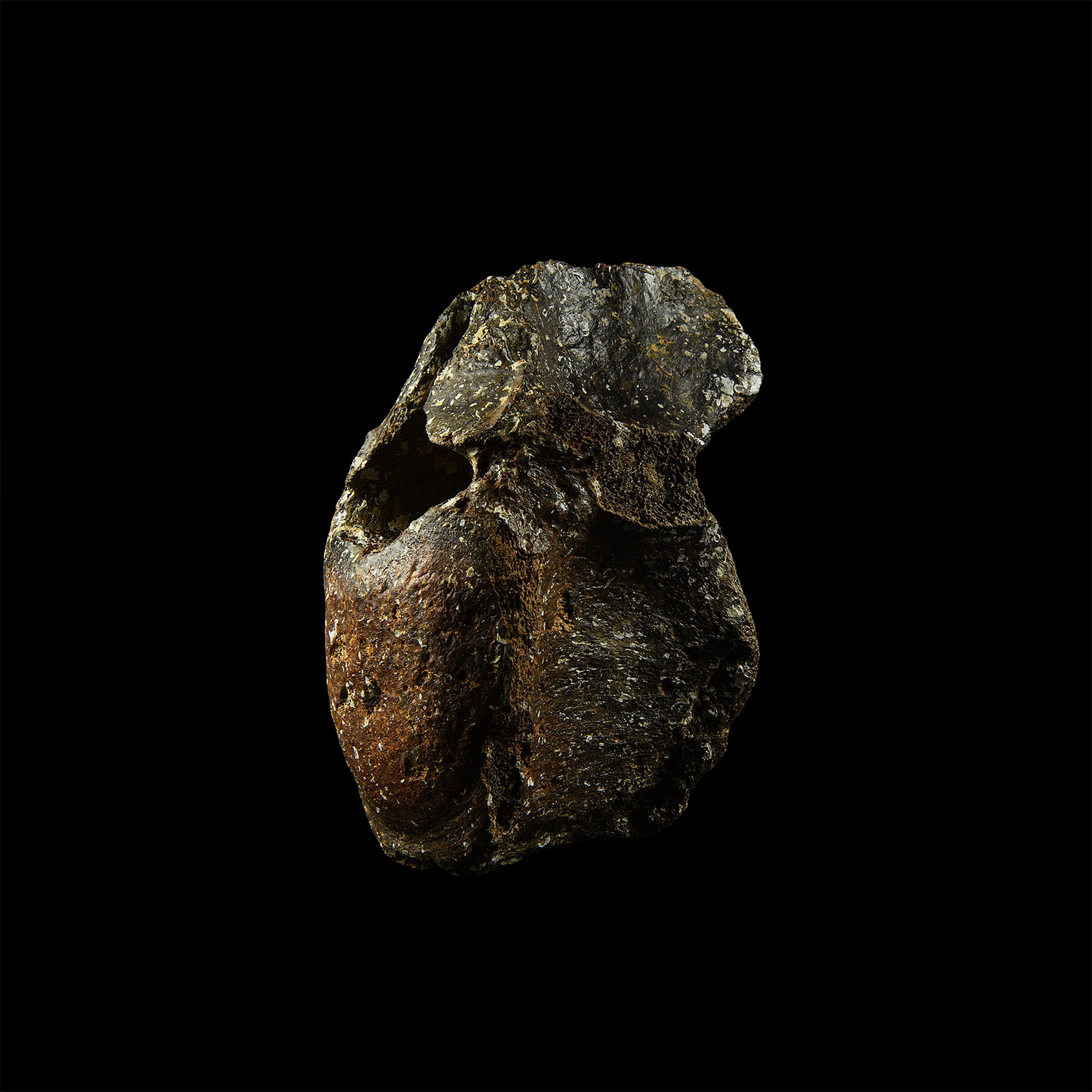 Woolly Rhinoceros Fossil Vertebra