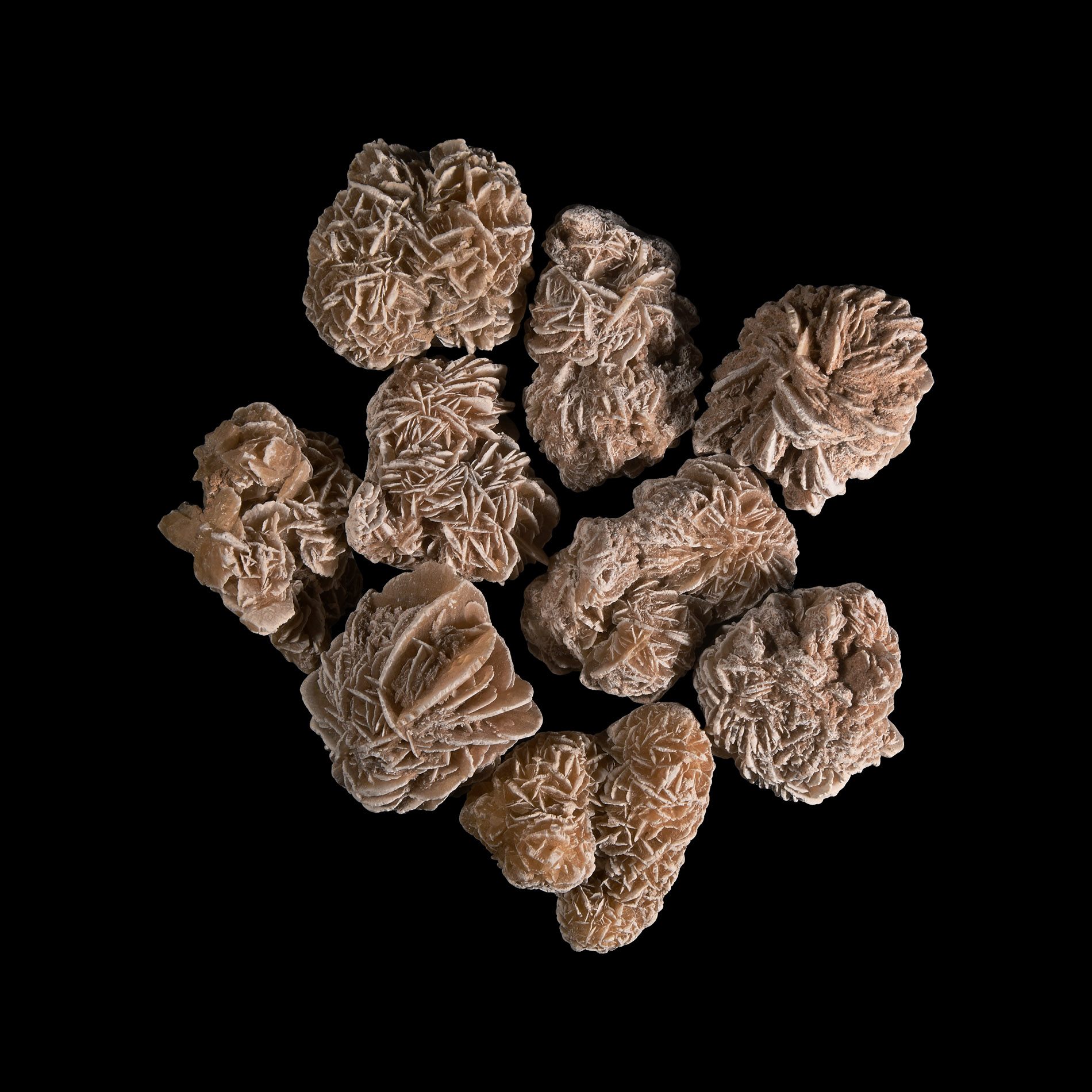 Large Desert Rose Cluster Group