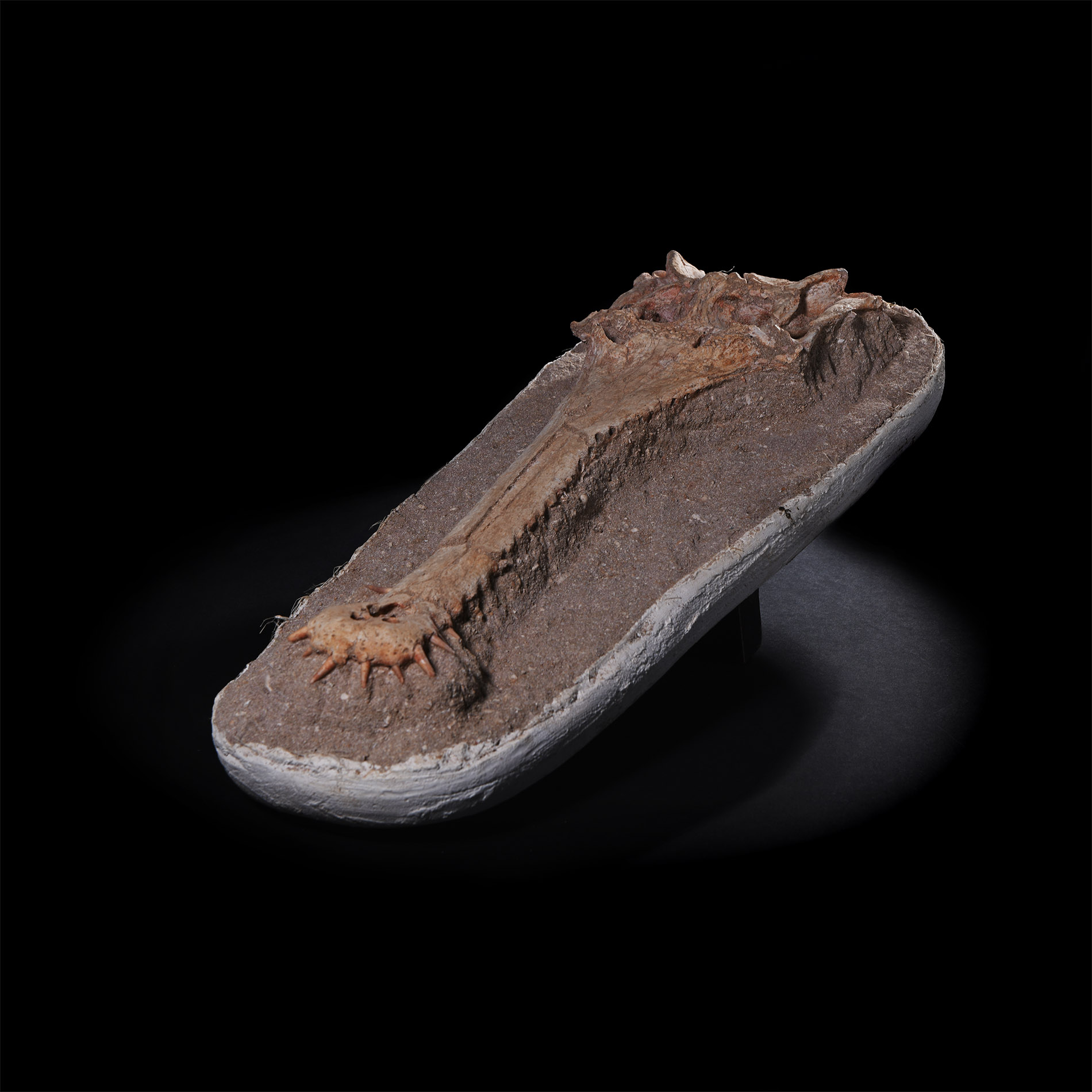 Natural History - Argochampsa Fossil Crocodile Skull