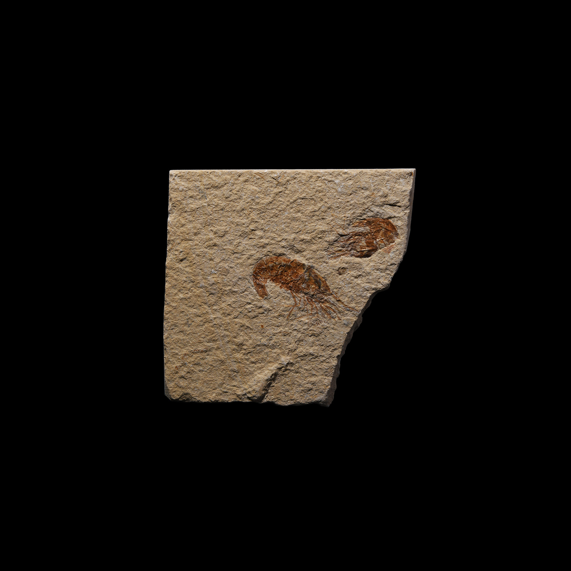 Natural History - Fossil Shrimps in Matrix