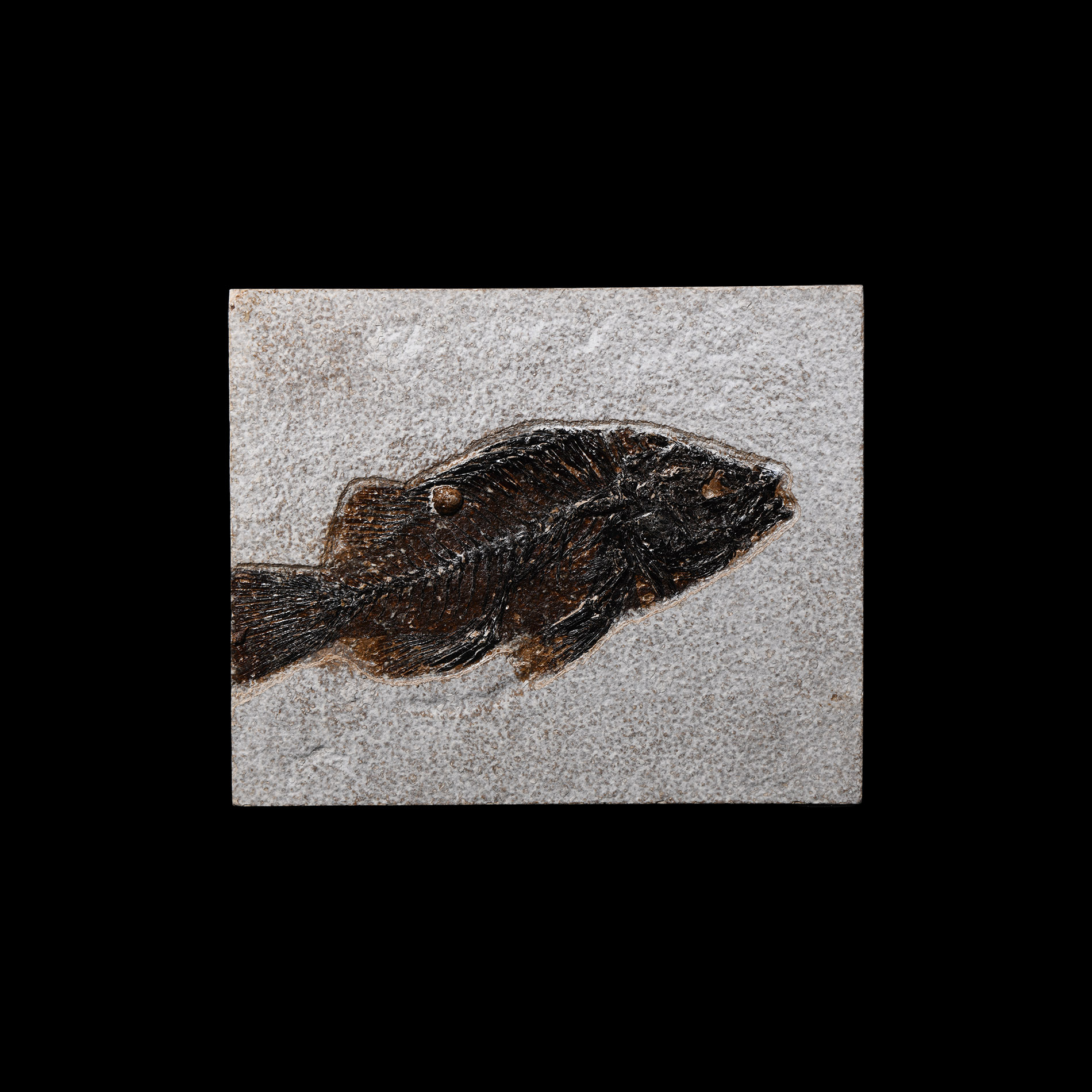 Natural History - Priscacara Fossil Fish