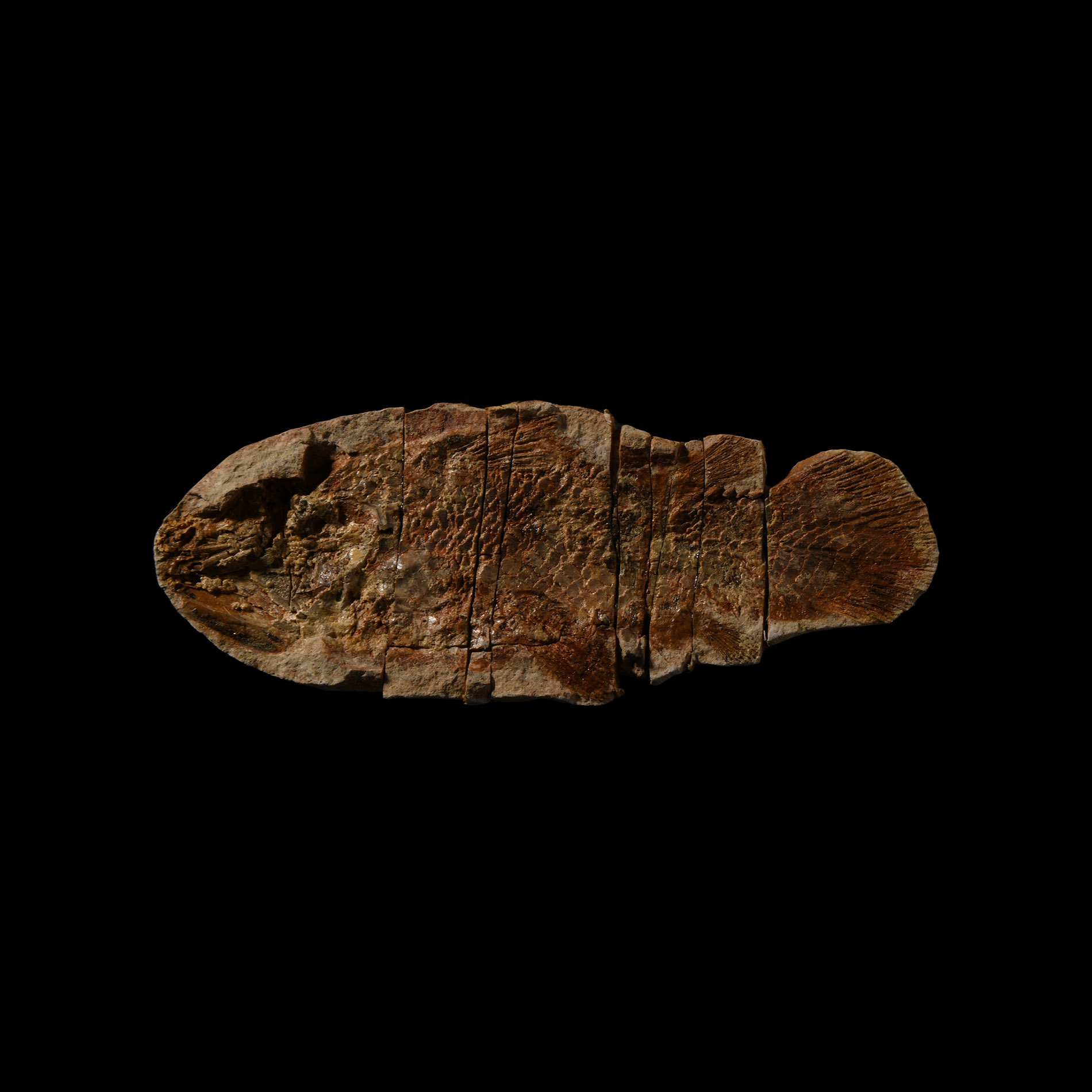 Natural History - Coelacanth Fossil Fish