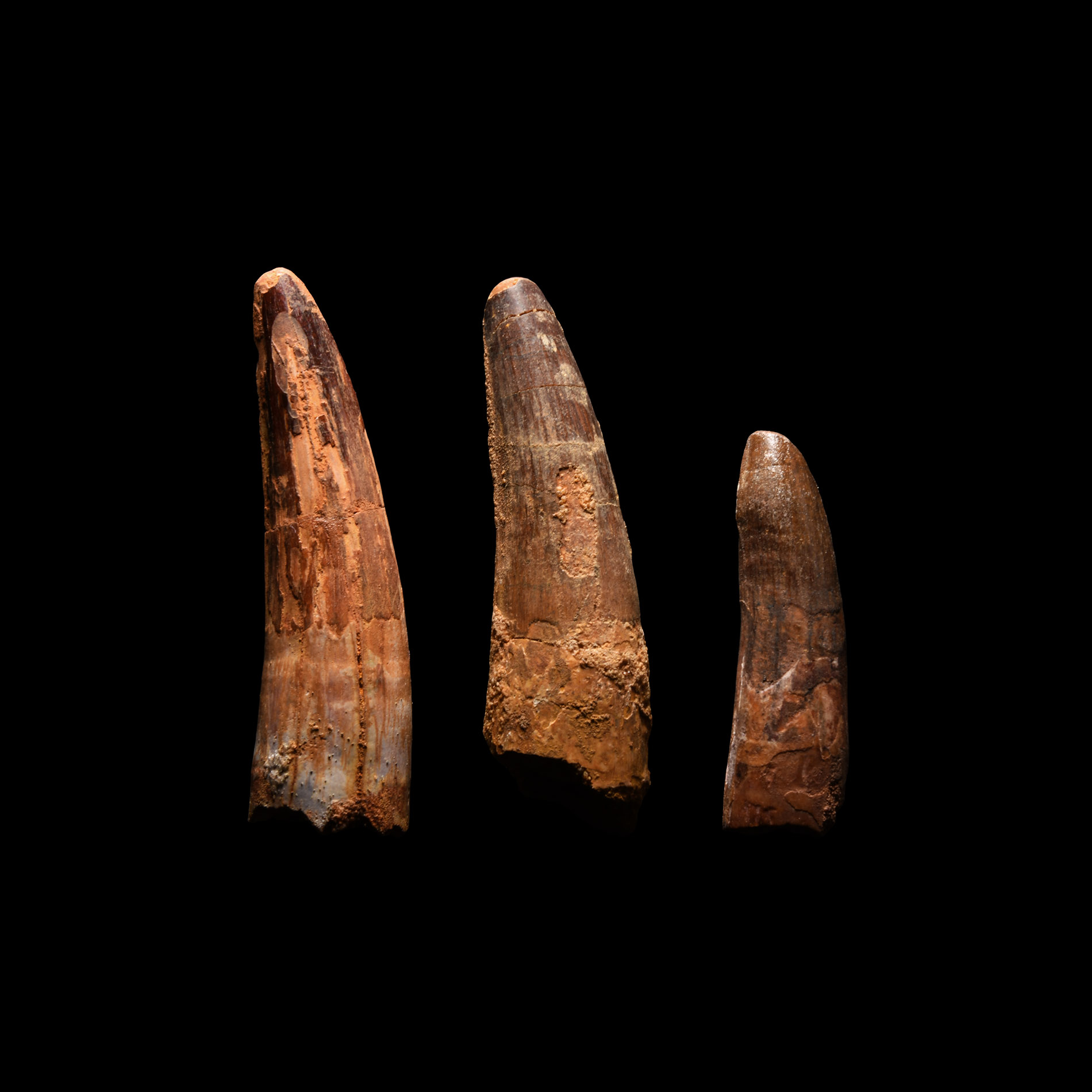 Natural History - Fossil Spinosaurus Dinosaur Tooth Group