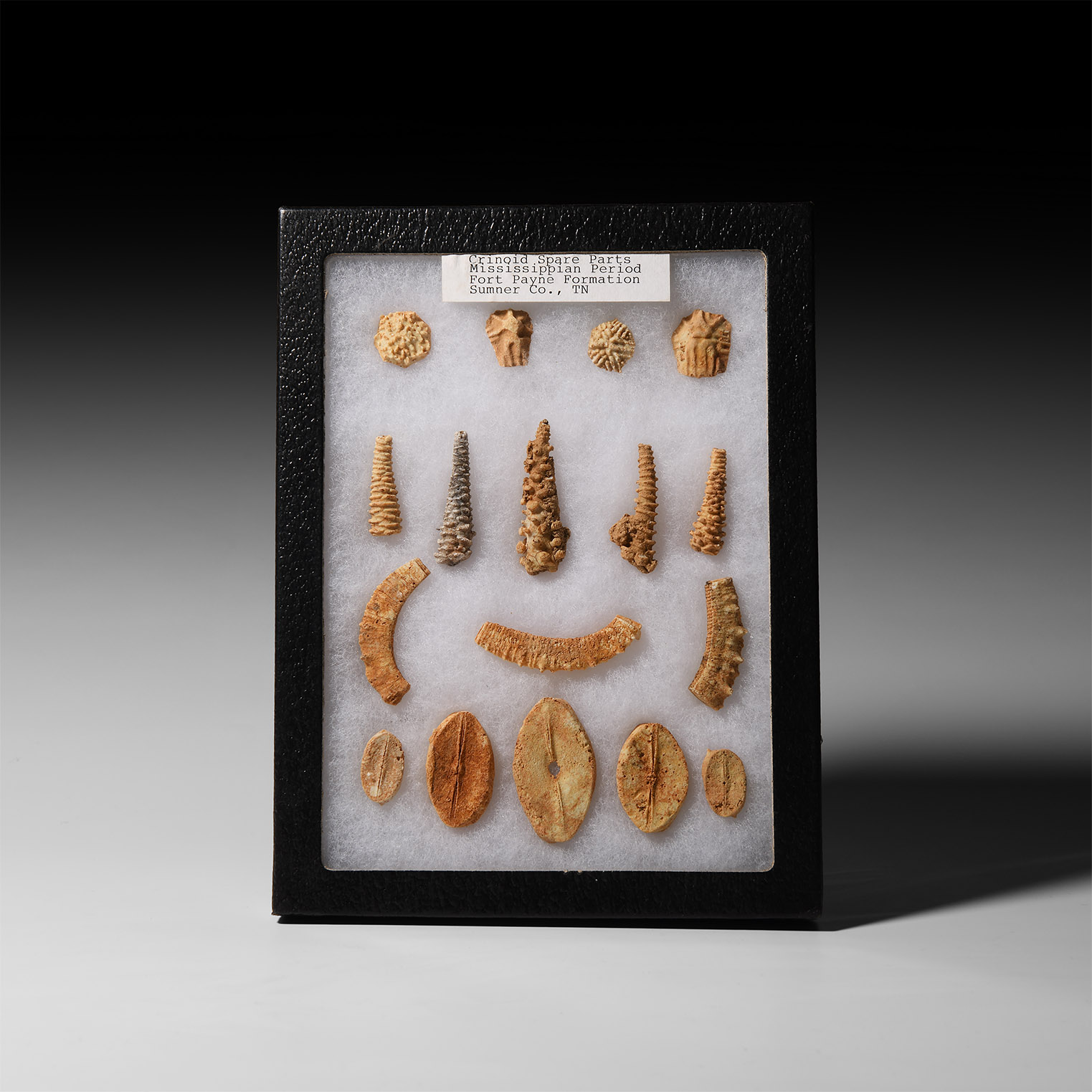 Natural History - Boxed Fossil Crinoid Display Collection