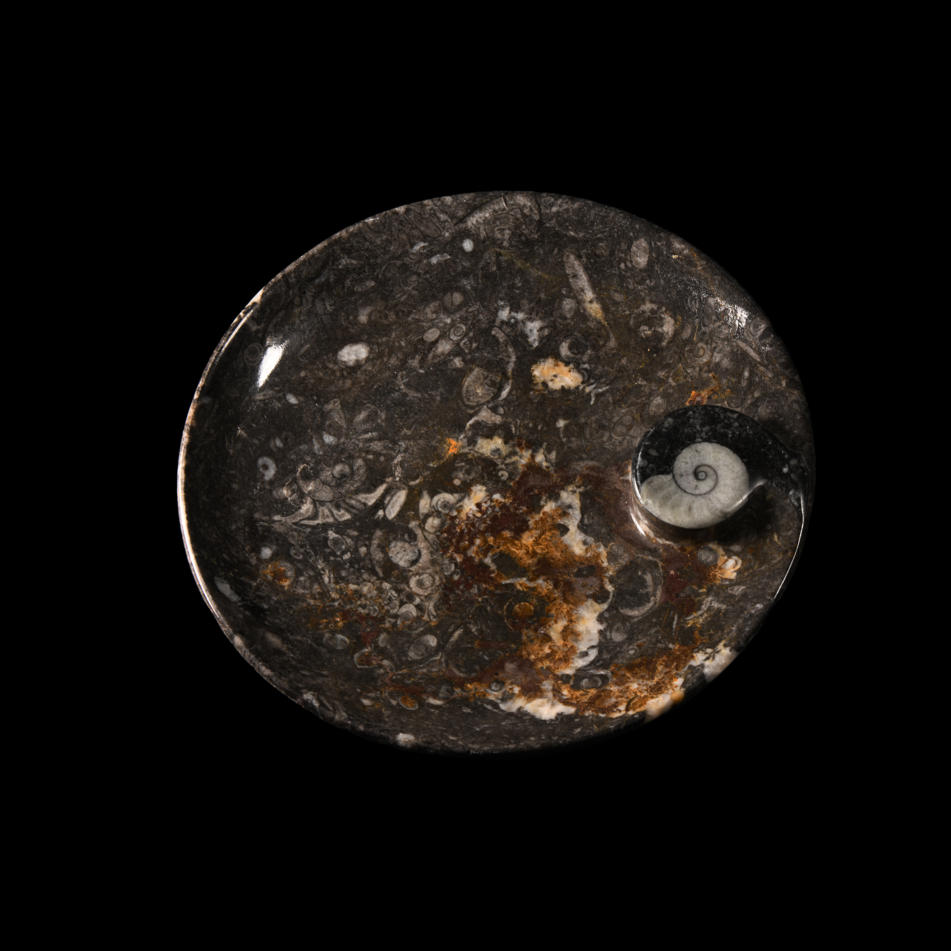 Natural History - Fossil Ammonite Carved Bowl