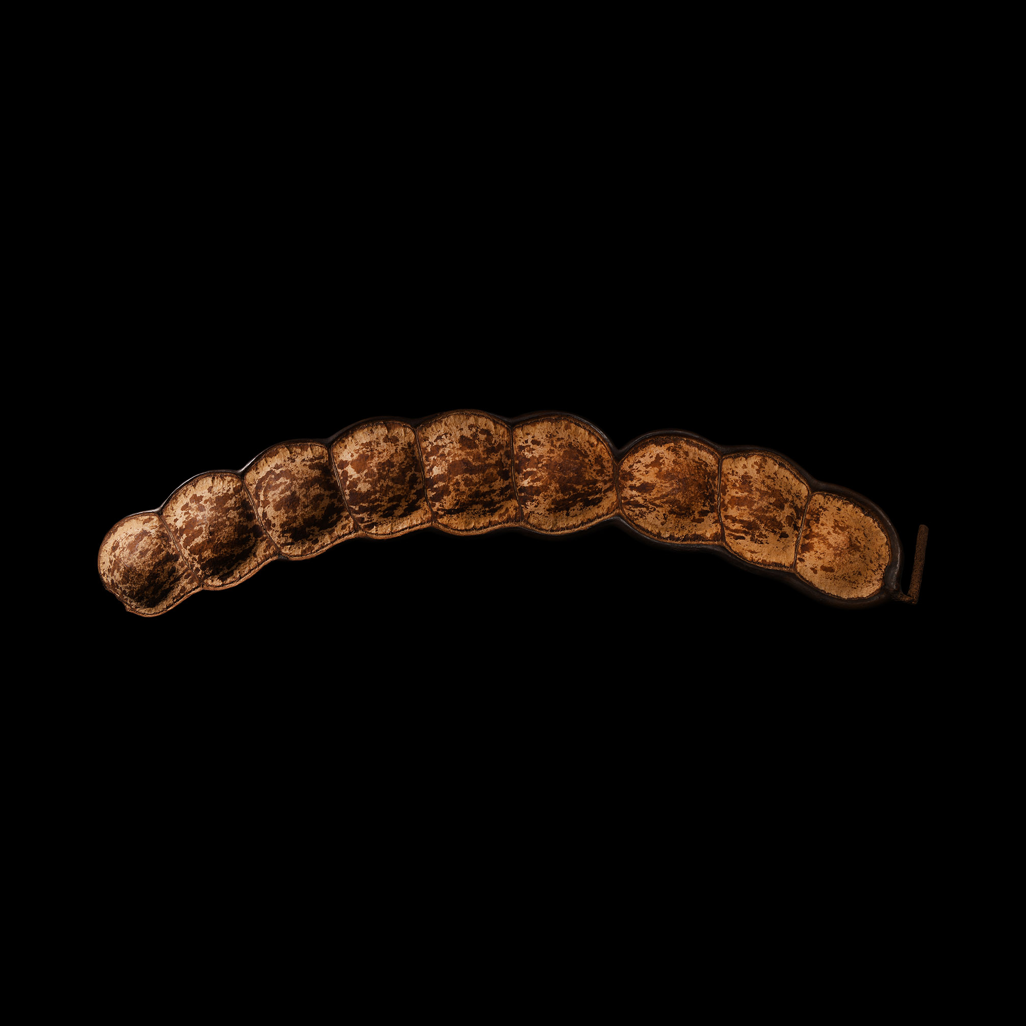 Madagascan Giant Monkey Ladder Sea Bean