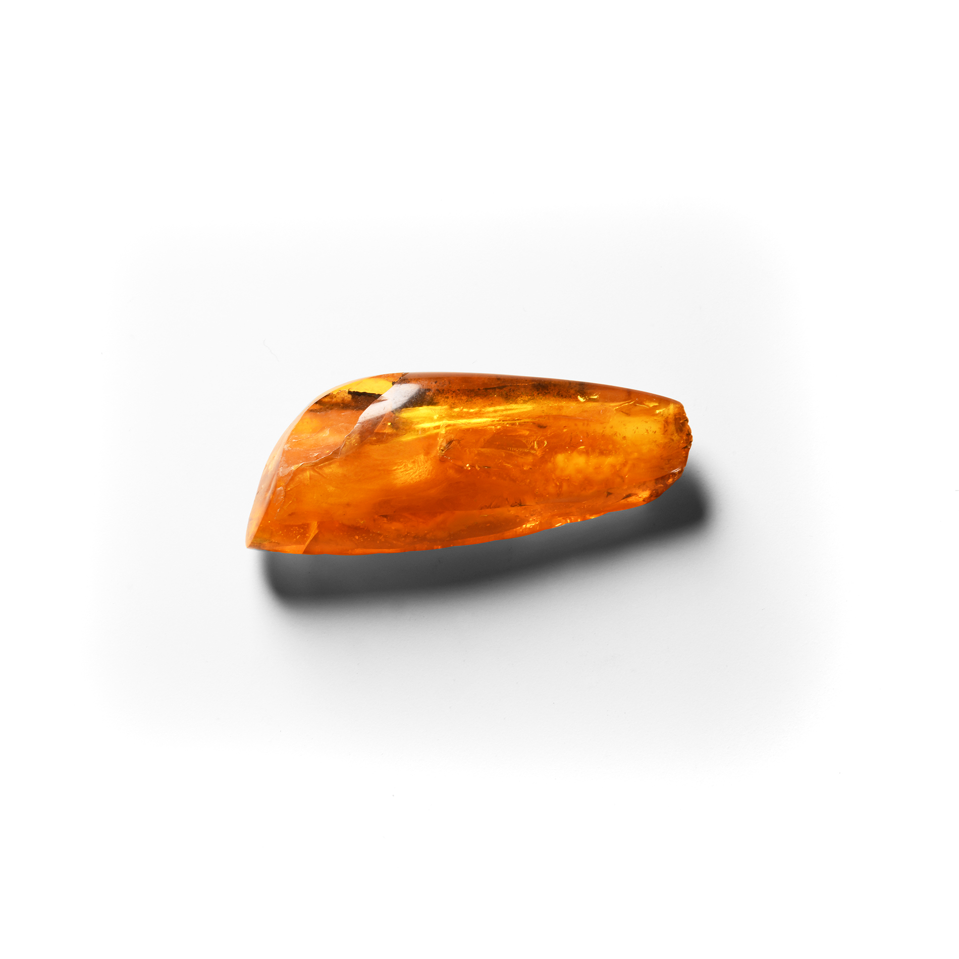 Natural History - Polished Amber with Insect