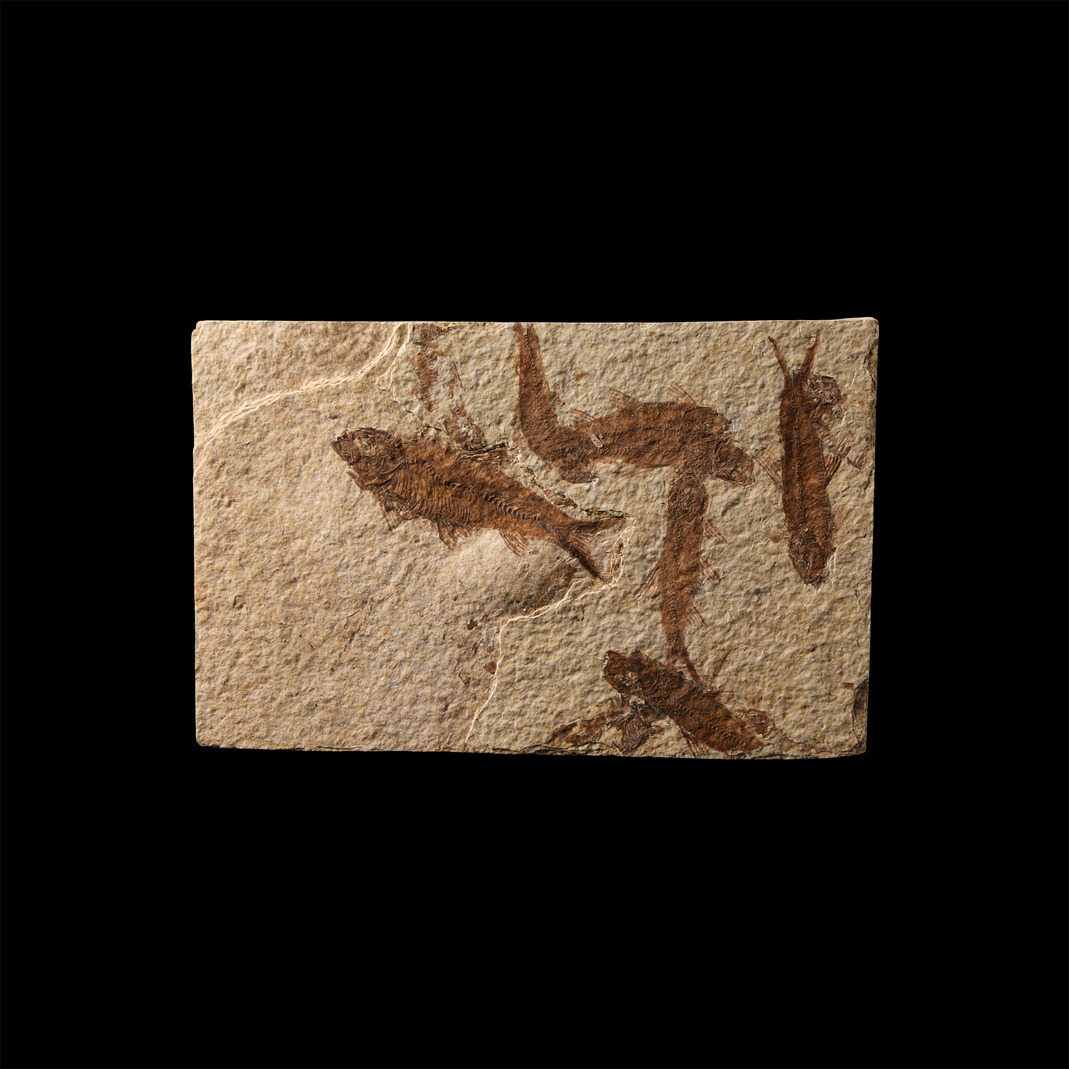 Natural History - Knightia Fossil Fish Group