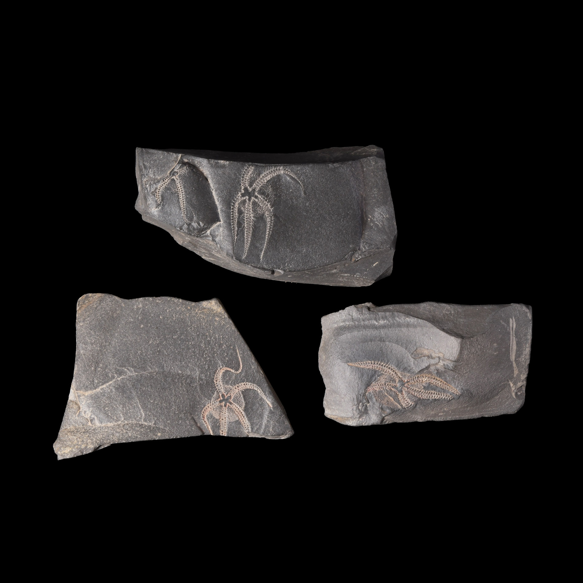 Natural History - Fossil Brittle Star Group