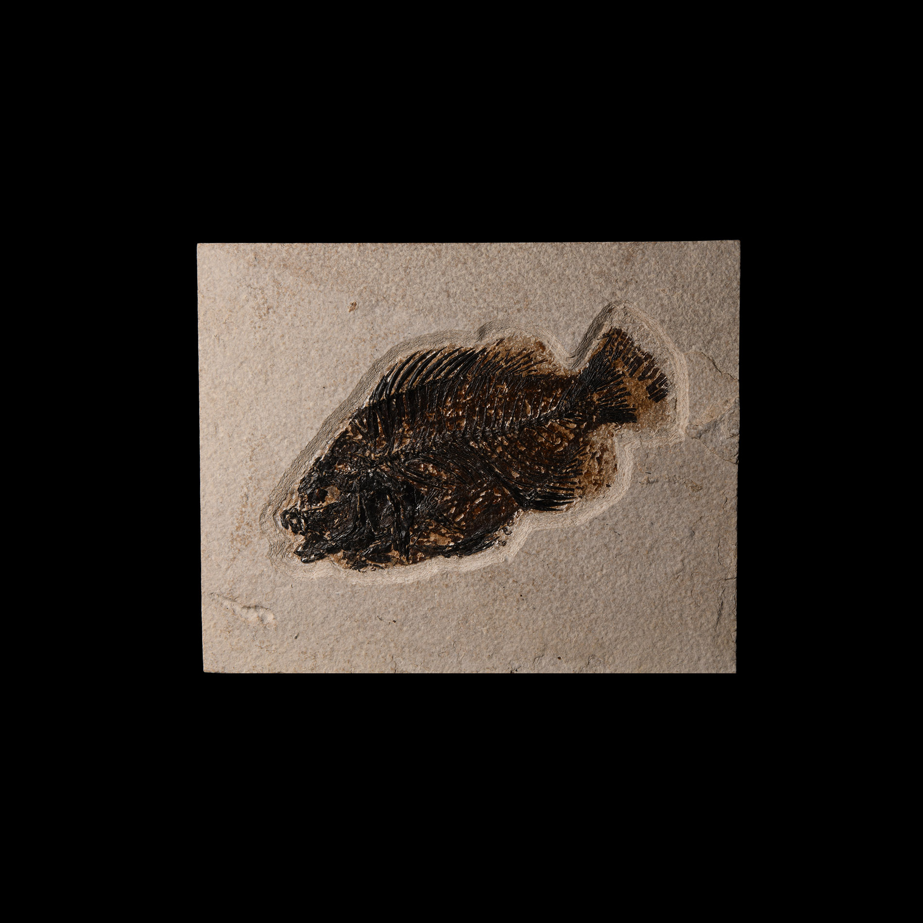Natural History - Fossil Priscacara Fish