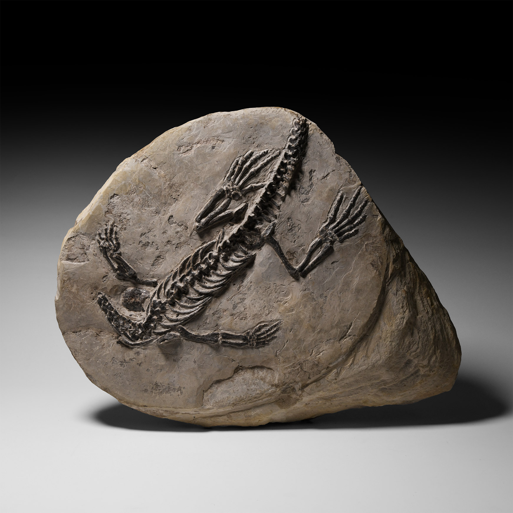 Natural History - Fossil Claudiosaurus Skeleton