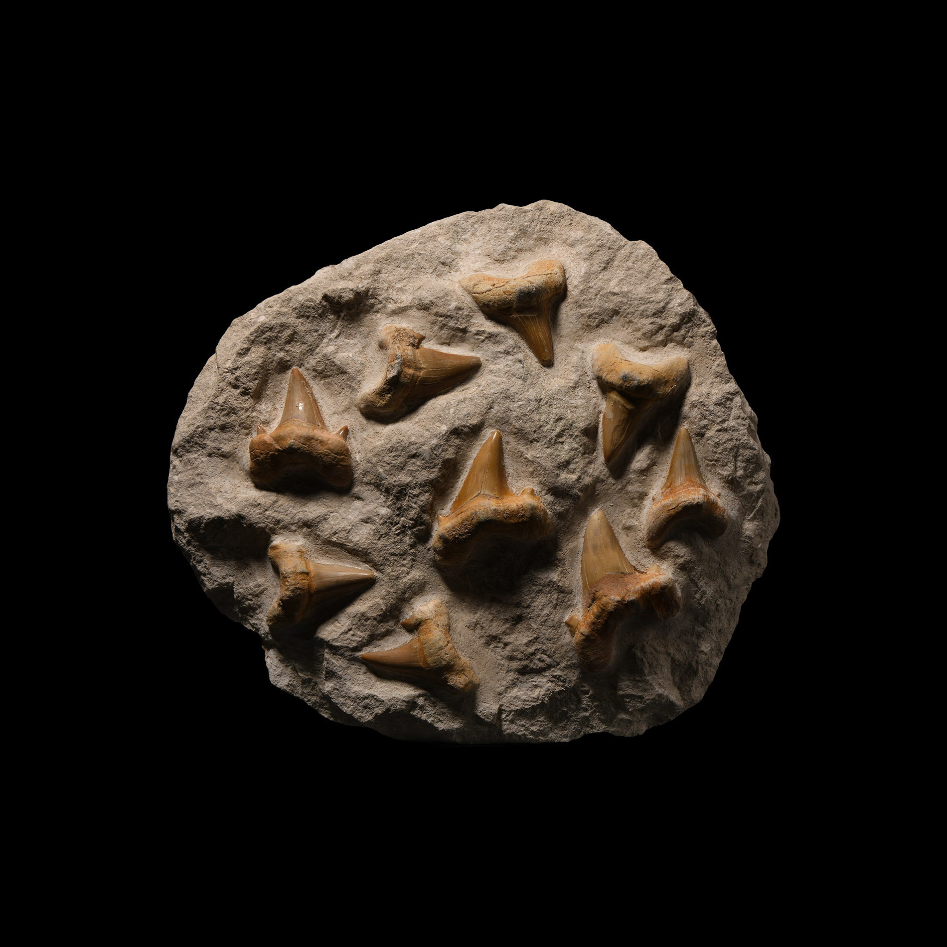 Natural History - Otodus Fossil Shark's Teeth in Large Matrix