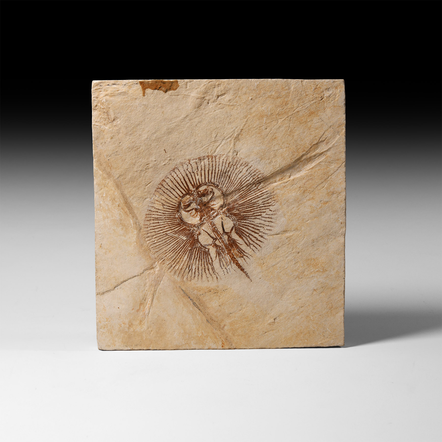 Natural History - Fossil Stingray in Matrix