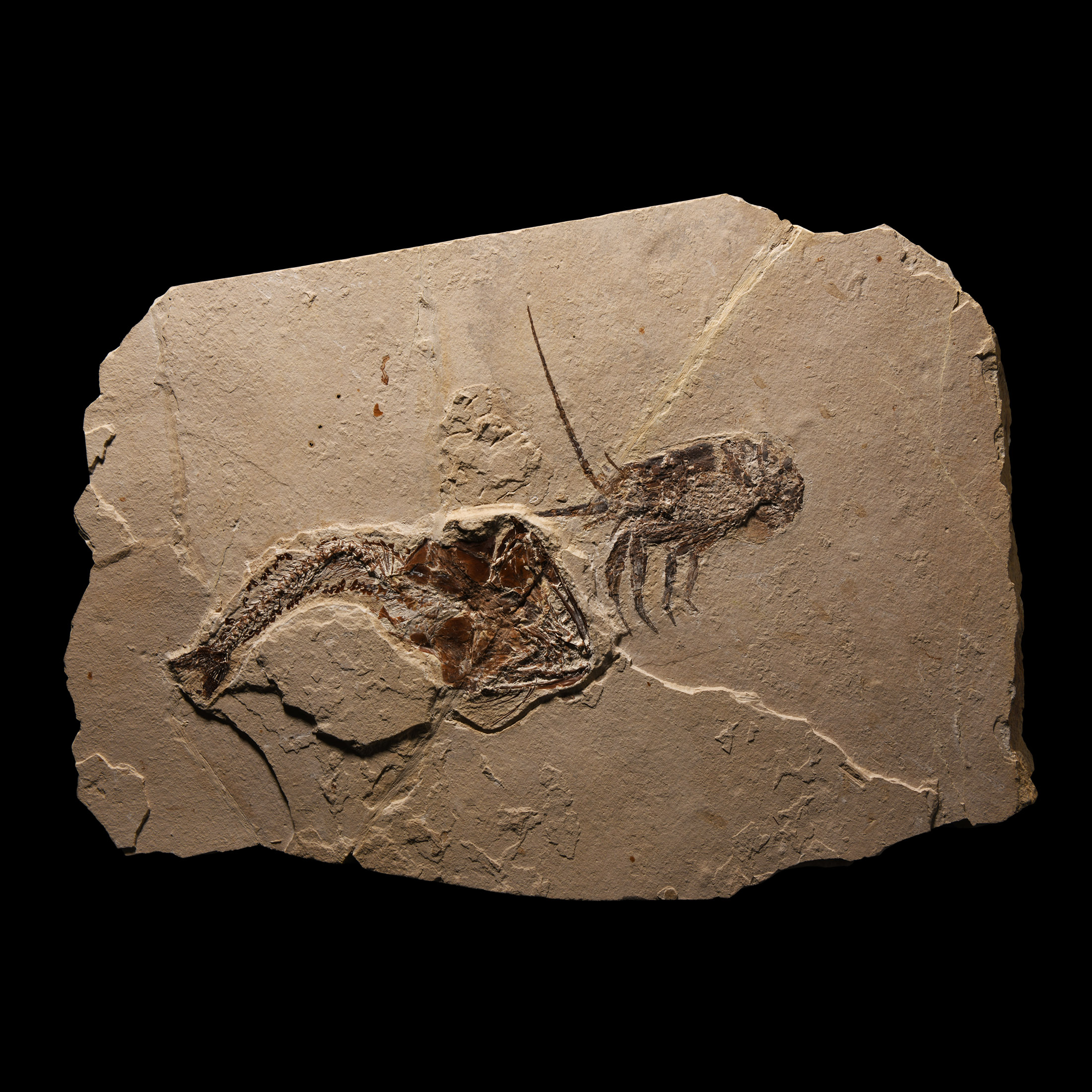 Natural History - Fossil Fish and Lobster in Matrix