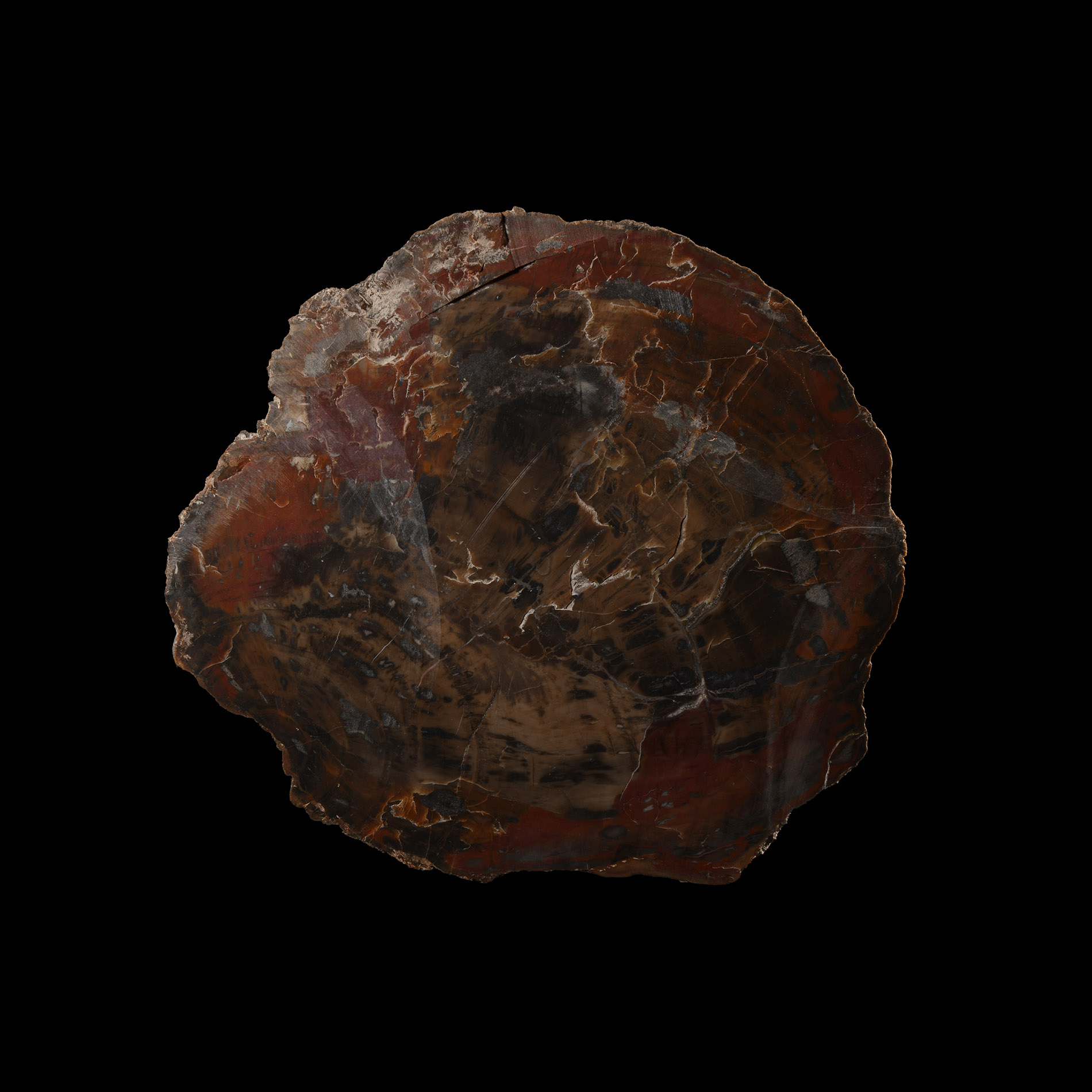 Natural History - Large Cut Fossilised Arizona Tree Slice