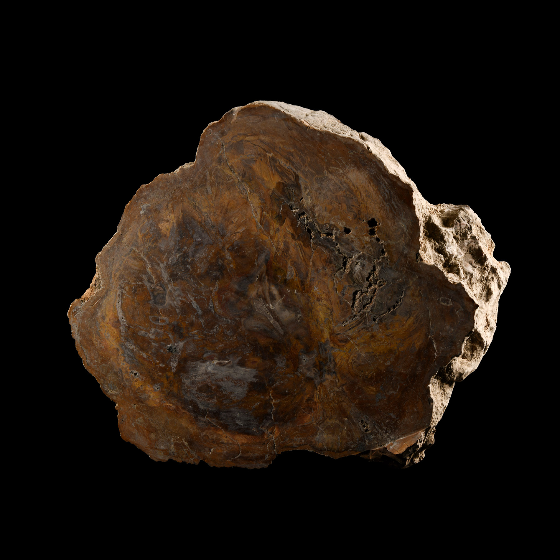 Natural History - Large Cut Fossilised Arizona Tree Section