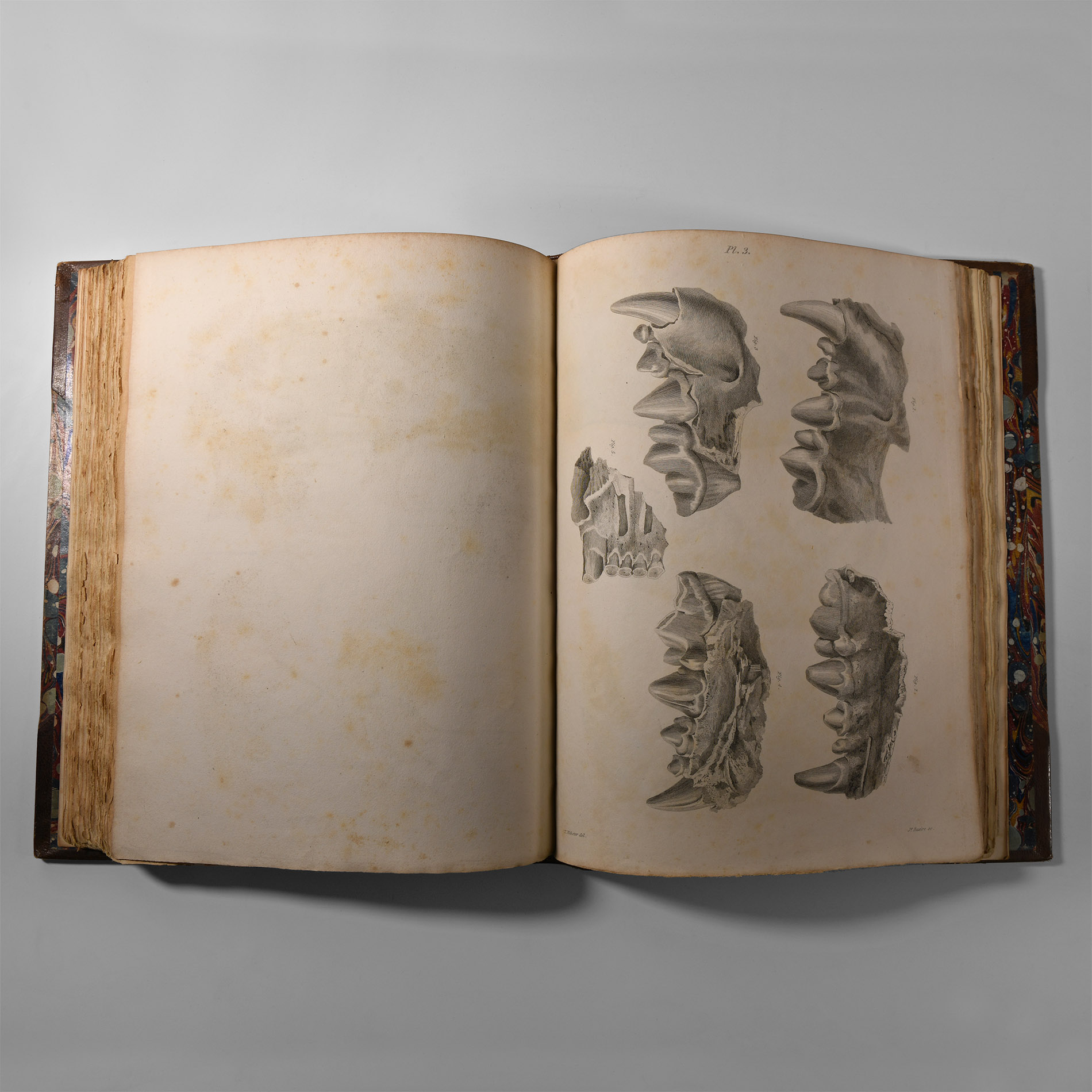 Natural History Books - Buckland - Reliquae Diluvianae