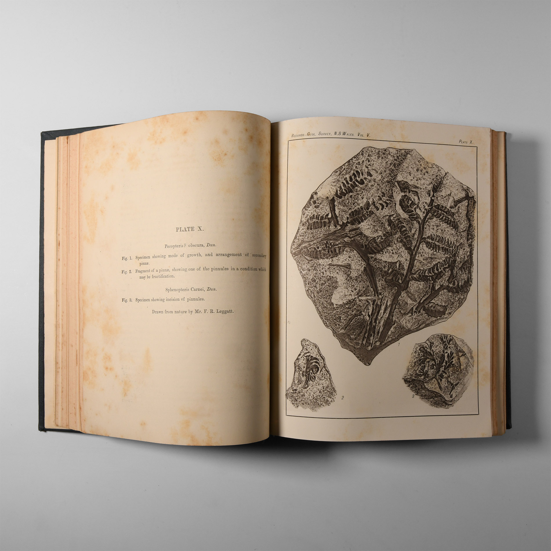 Natural History Books - Dept of Mines and Agriculture - Records of the Geological Survey of NSW  (volumes V(parts I-IV) and VI(parts I-IV)
