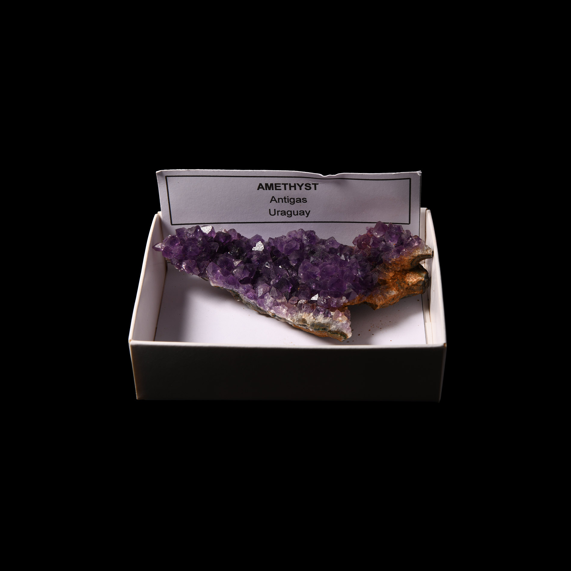 Natural History - Amethyst Crystal Specimen
