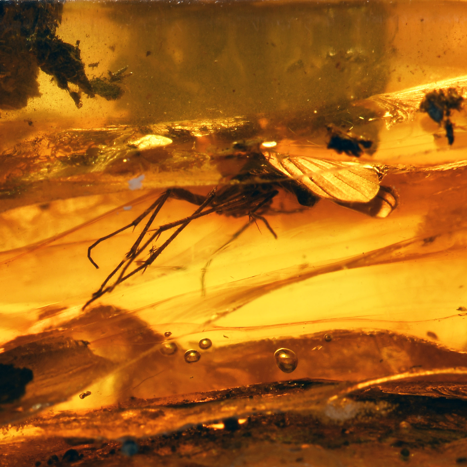 Natural History - Polished Baltic Amber with Large Diptera Fly