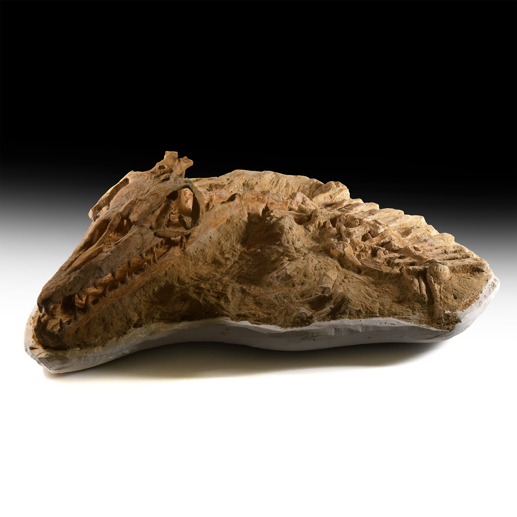 Natural History - Three-Dimensional Mosasaur Skull with Vertebrae