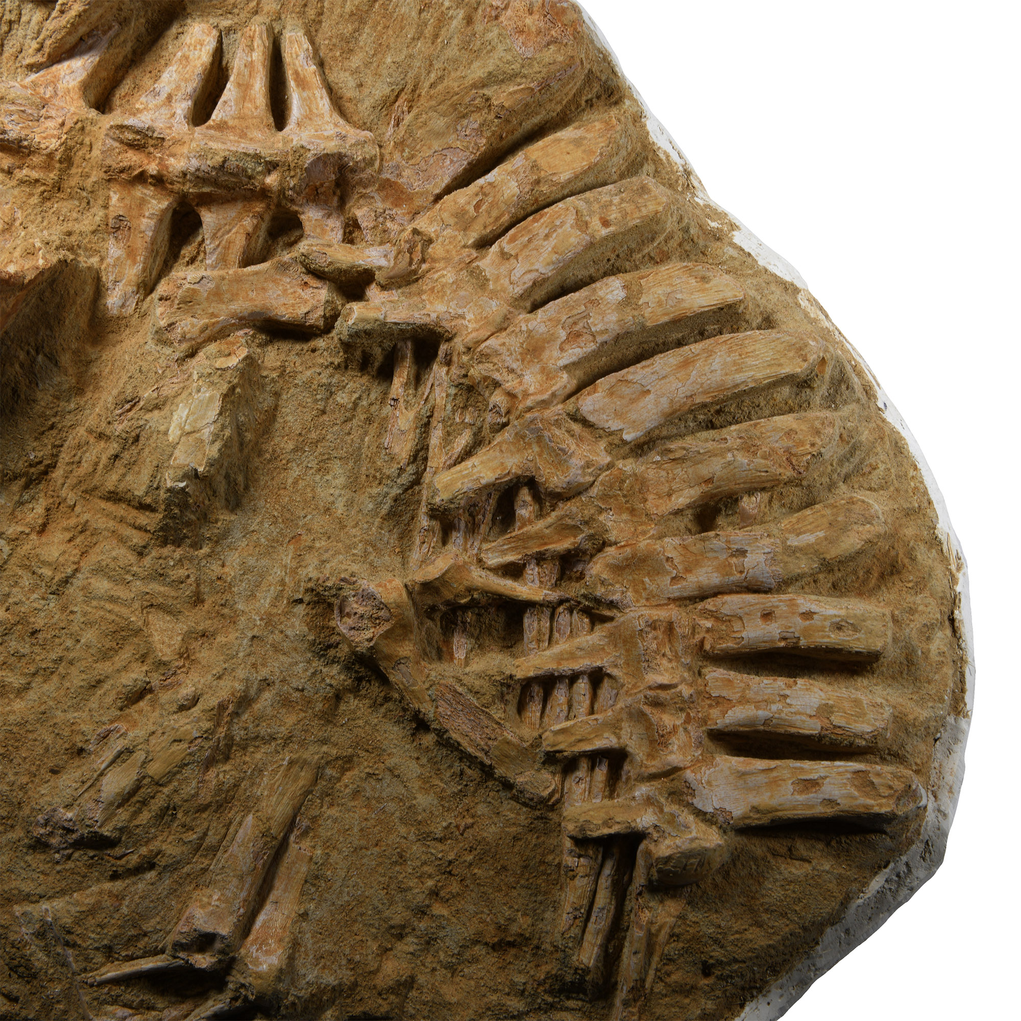 Natural History - Three-Dimensional Mosasaur Skull with Vertebrae