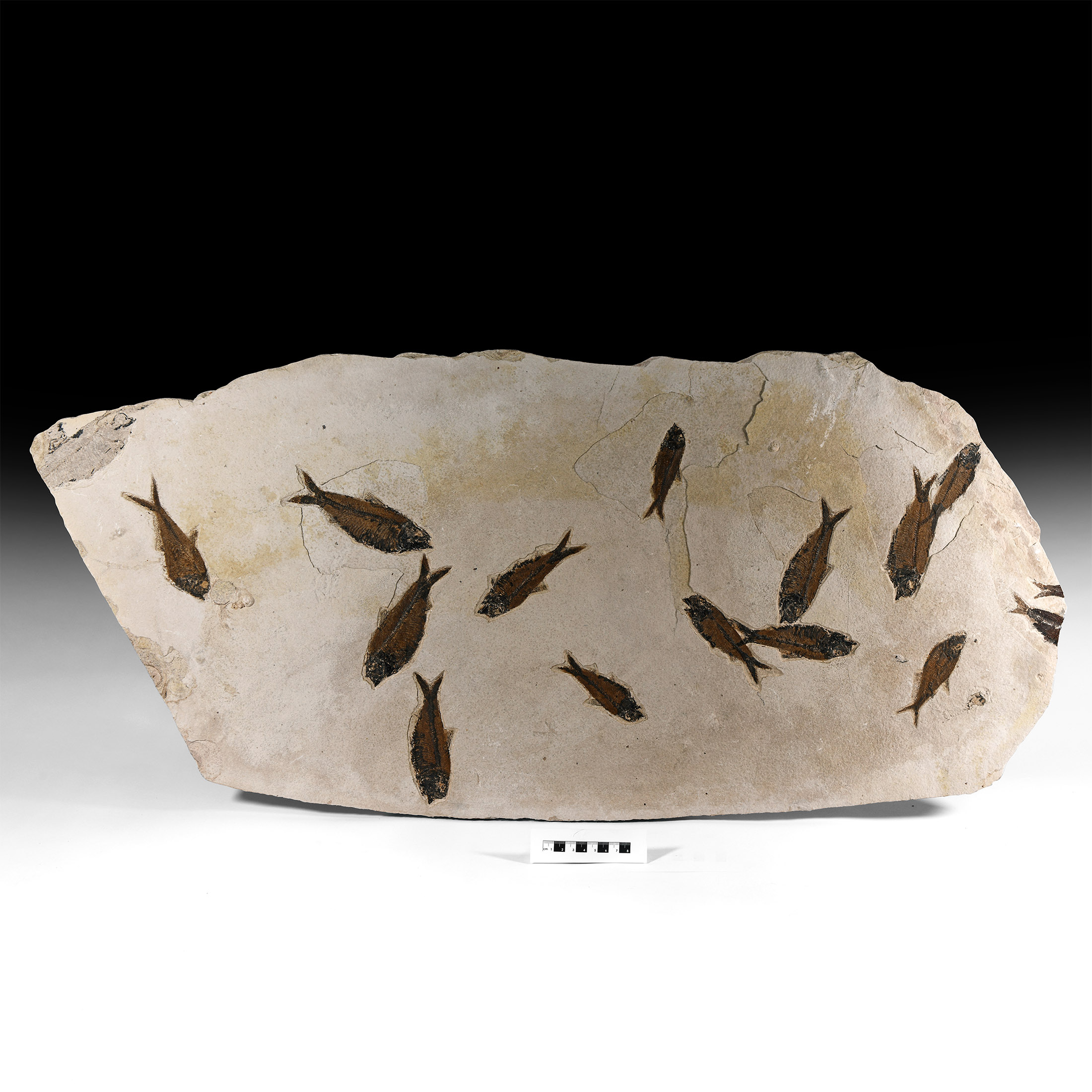 Natural History - Very Large Multi Fish Fossil Plate