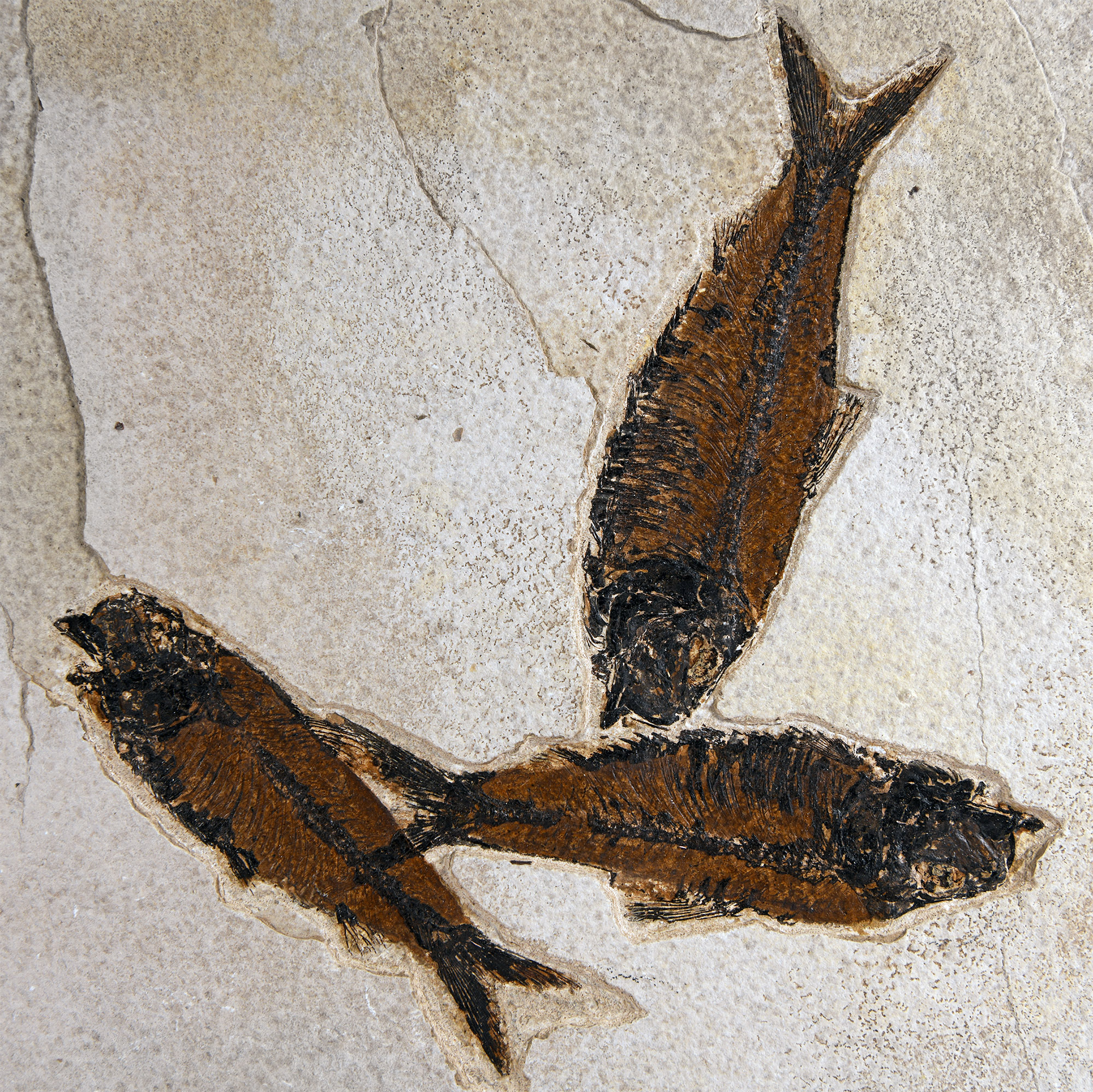 Natural History - Very Large Multi Fish Fossil Plate
