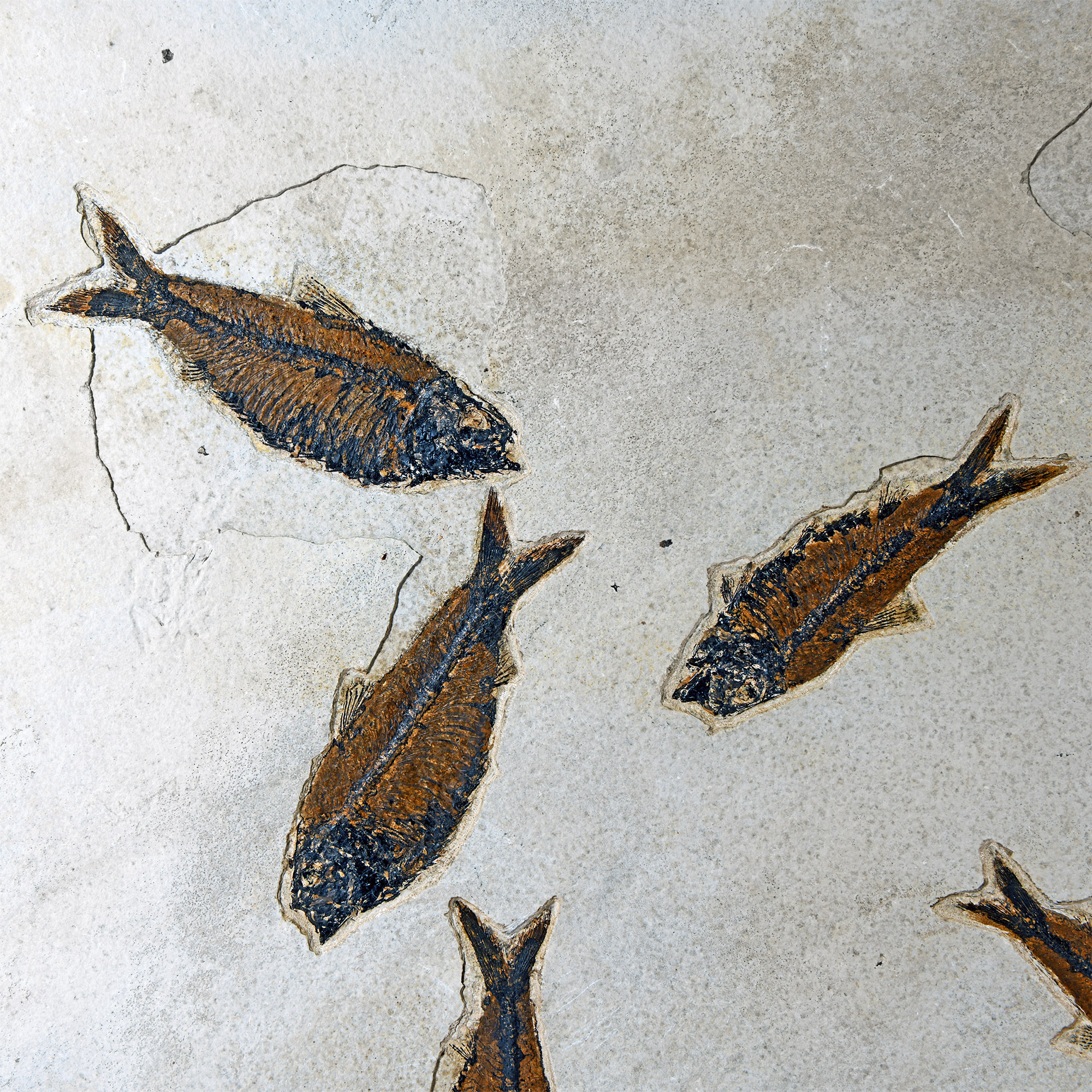 Natural History - Very Large Multi Fish Fossil Plate