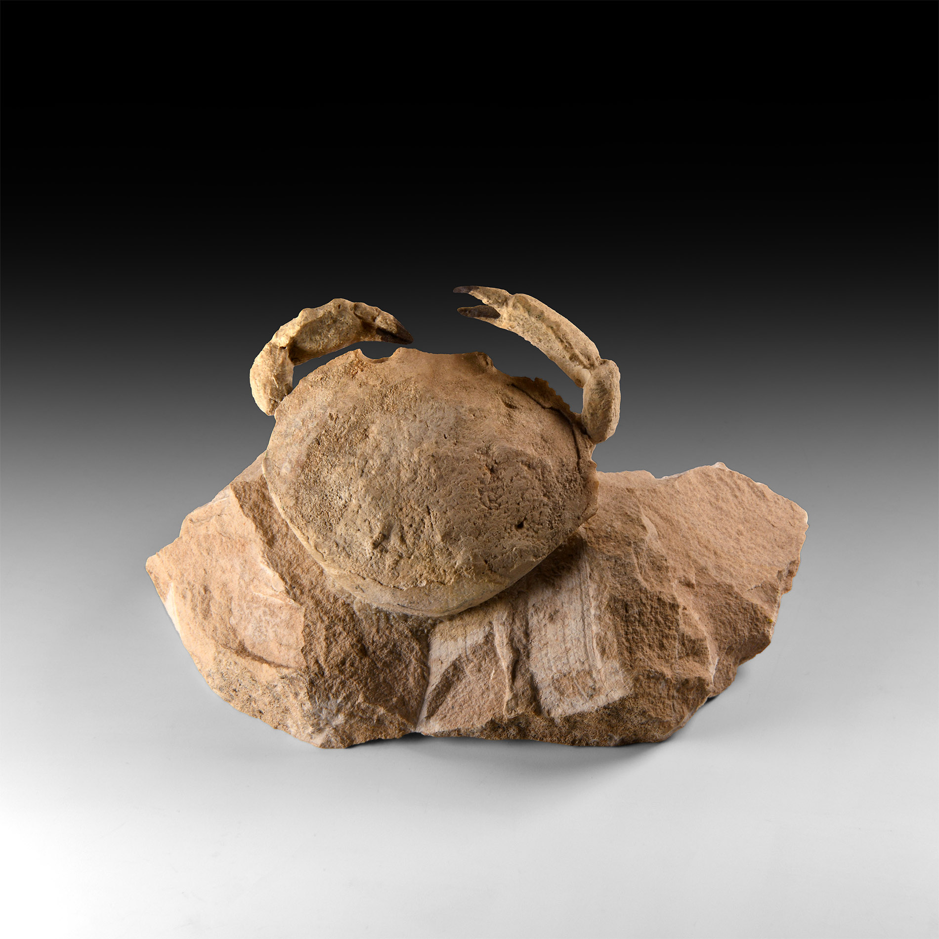 Natural History - Fossil Crab
