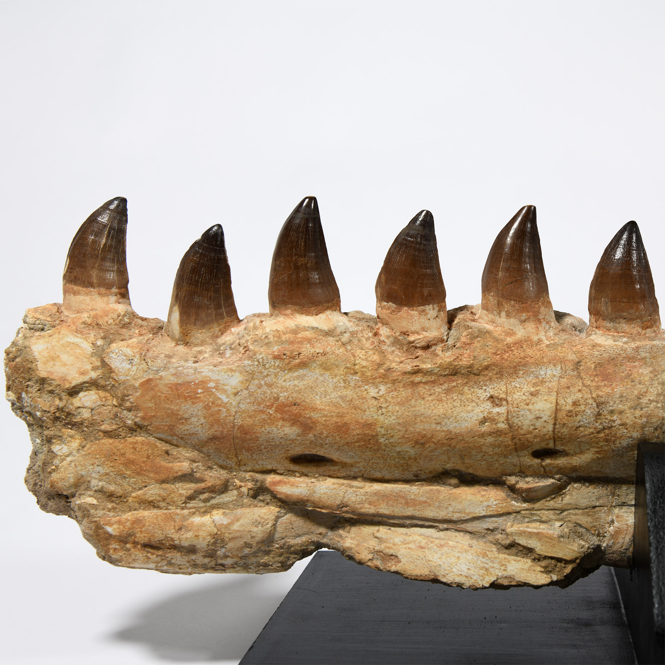 Natural History - Large Mosasaur Fossil Jaw on Stand