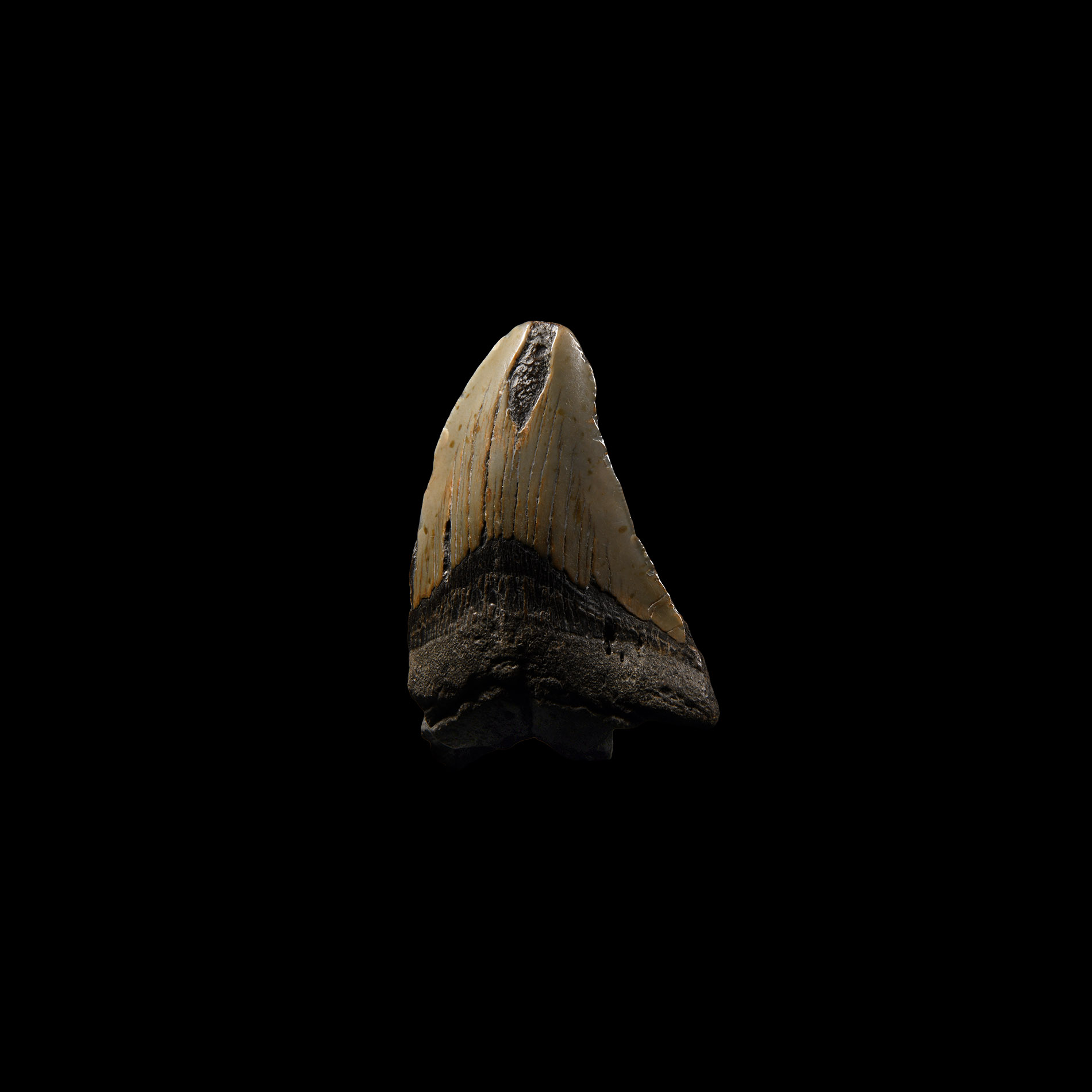 Natural History - Megalodon Giant Shark Fossil Tooth