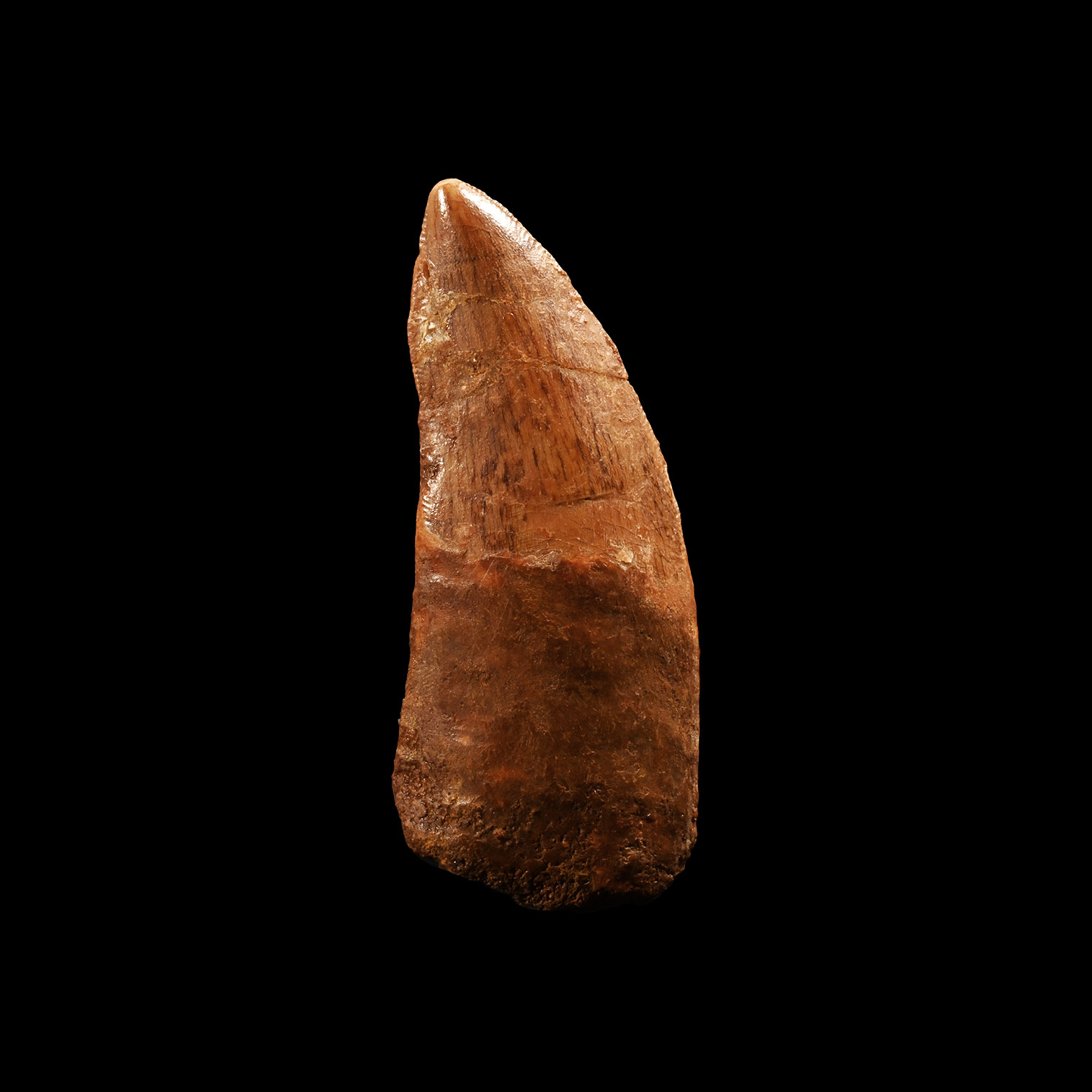 Natural History - Fossil African 'T-Rex' Dinosaur Tooth