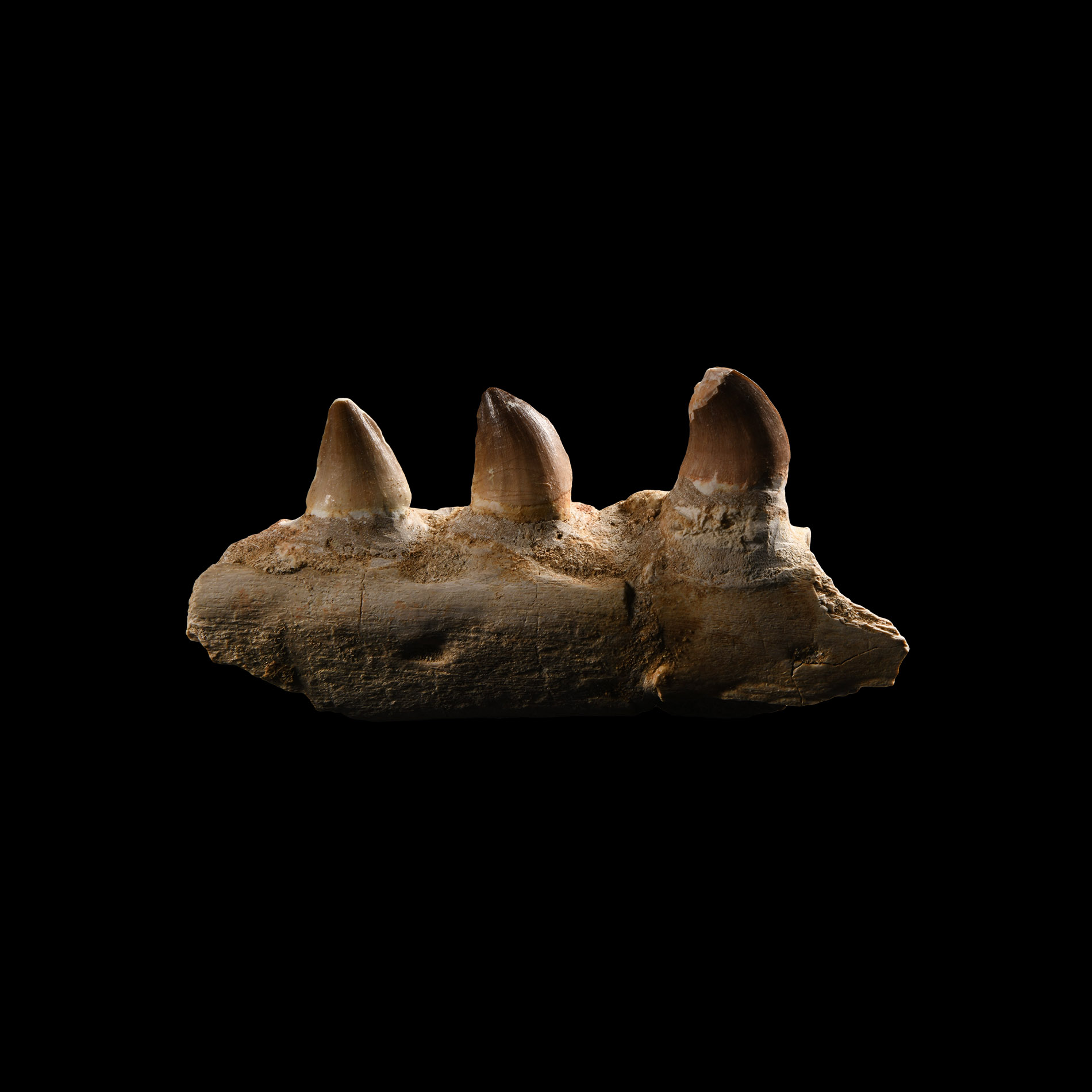Natural History - Mosasaur Fossil Jaw Section