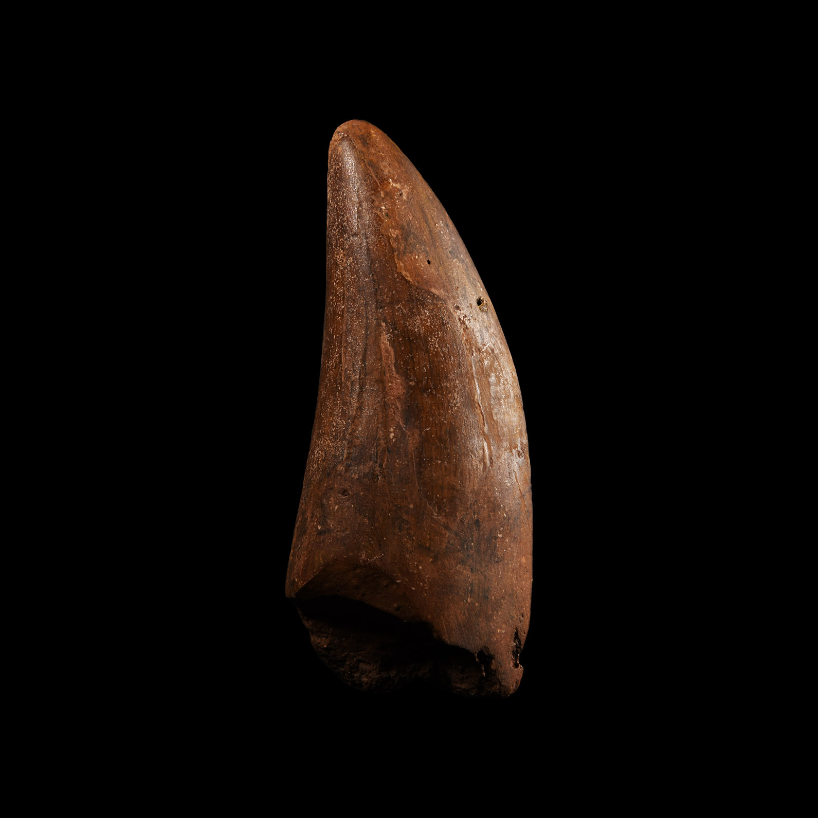 Natural History - Fossil African 'T-Rex' Dinosaur Tooth