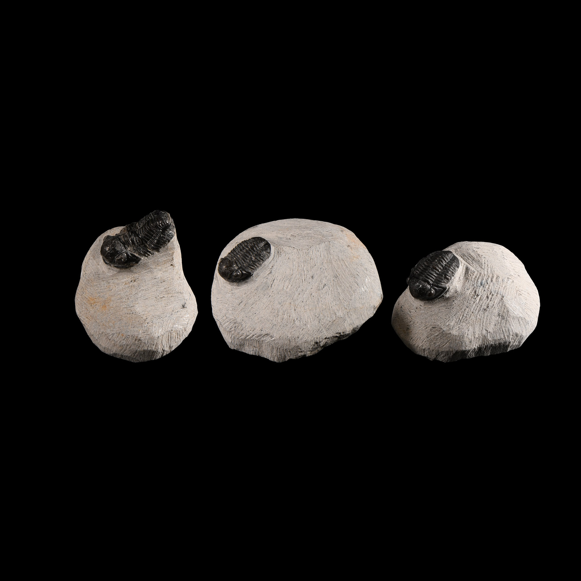 Natural History - Fossil Morocops Trilobite Group