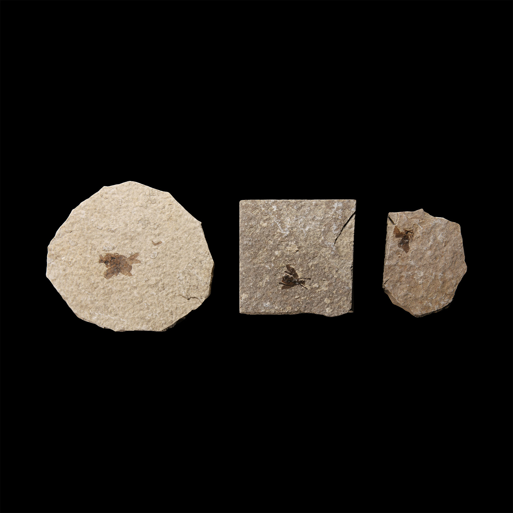 Natural History - Fossil Fly Group
