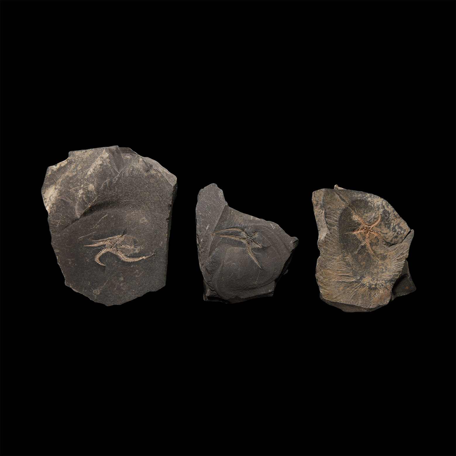 Natural History - Fossil Brittle Star Group