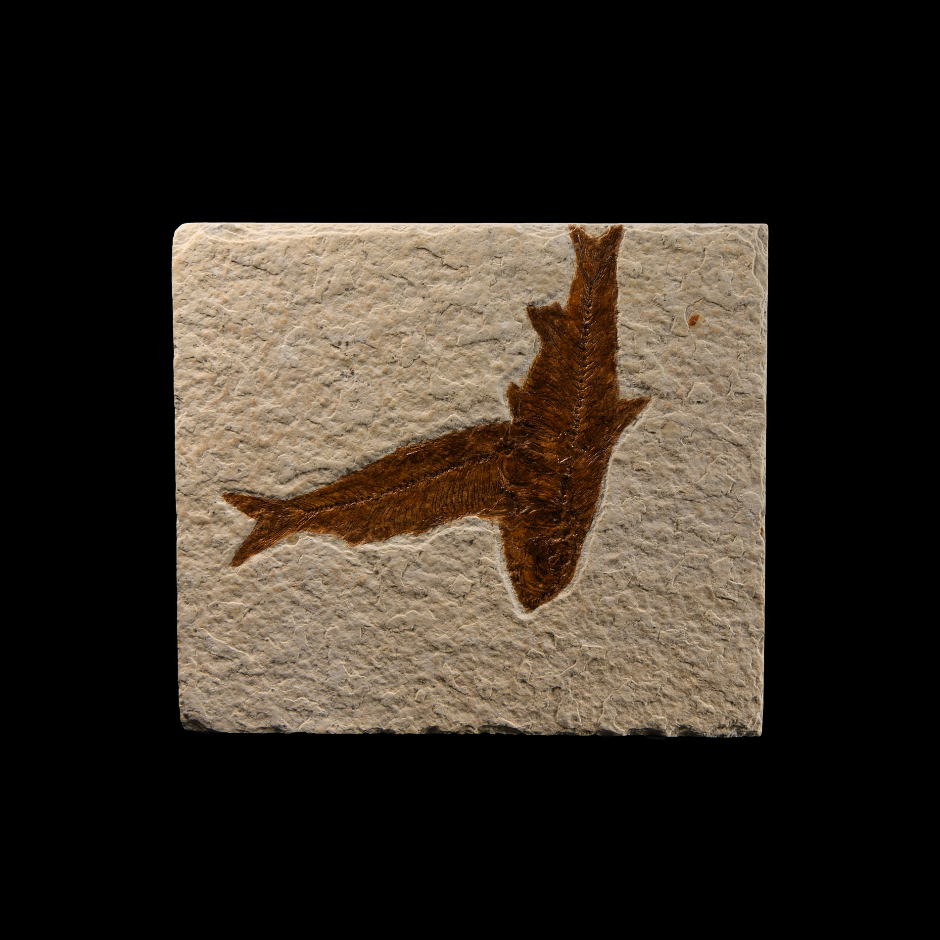 Natural History - Knightia Fossil Fish