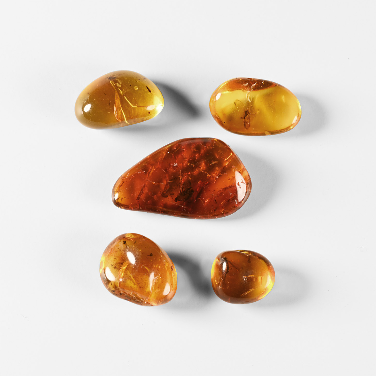 Natural History - Insects in Baltic Amber Group